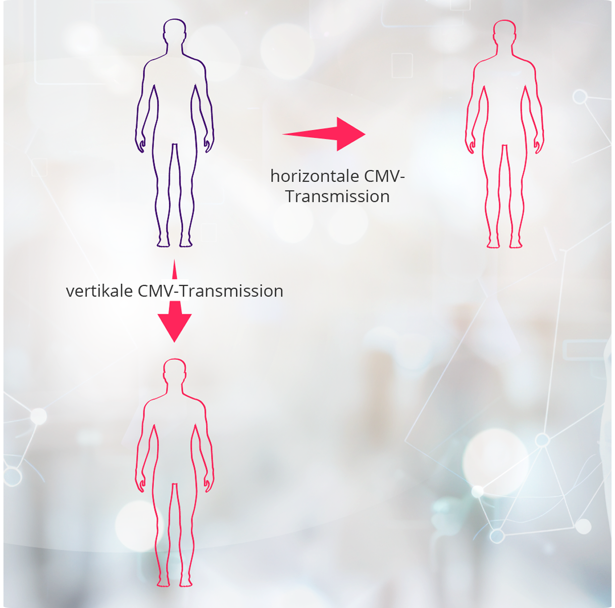 Schematische Darstellung der horizontalen und vertikalen Übertragungswege des Cytomegalievirus (CMV)